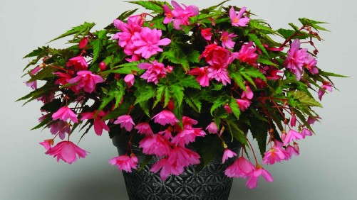 13 New Begonias For 2013