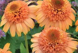 5 New Echinaceas For Your 2014 Spring Season