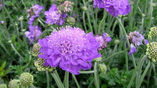 HGTV HOME Plant Collection Rolling Out Essential Perennials This Summer