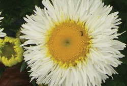Leucanthemum Real Series Features Improved Disease Resistance And Long-Lasting Blooms