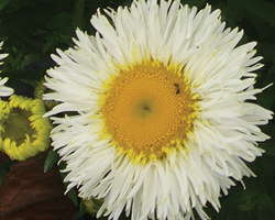 Leucanthemum Real Series Features Improved Disease Resistance And Long-Lasting Blooms