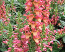 Digiplexis 'Illumination Flame' from Cultivaris