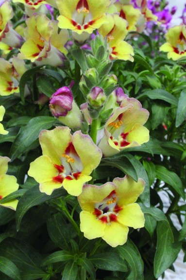 <i> Antirrhinum </i> 'Antirinca Bronze Apricot' from Cohen