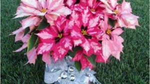 Blooming Potted Plants You Should Know: Part Two