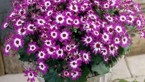 Suntory Reveals Its 2014 Consumer Advertising Plans