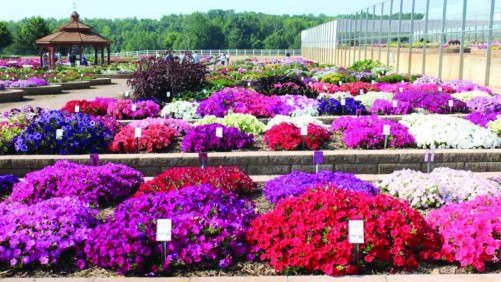 2015 Metrolina Greenhouses (Huntersville, NC) Field Trials Results
