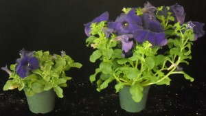 Stress Is Good For Plants