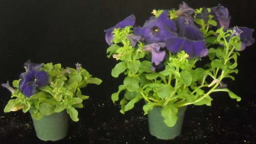 Stress Is Good For Plants