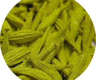 Infusion Technology Boosts Seed Performance, Study Suggests