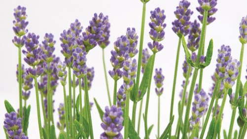 Herbs Add Beauty And Flavor To Any Planting