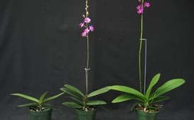 How Temperature and Photoperiod Impact Orchid Spiking