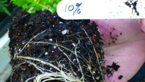 Students Evaluate Bio Char In Soil