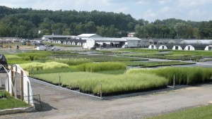 How to Maintain a Healthy Marriage While Managing a Family Business of Plant Growers
