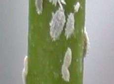 How To Manage Mealybugs In The Greenhouse