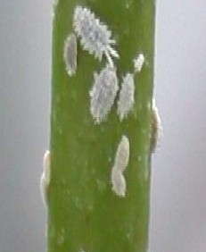 How To Manage Mealybugs In The Greenhouse