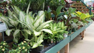 Indoor Plants: Your Unsung Heroes
