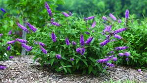 New Shrubs For 2014