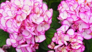3 New Hydrangeas For 2014