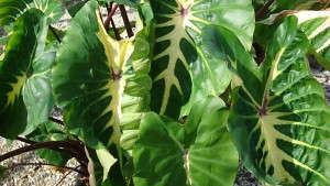 <i>Colocasia</i> Royal Hawaiian ‘White Lava’ Features A White Band Down Each Leaf