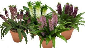 New Perennials For 2014