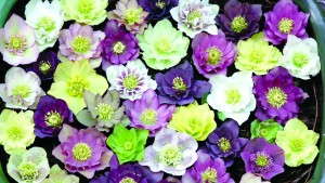 Understanding Helleborus