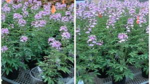 Irrigating Crops On Demand