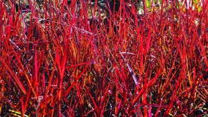 Red Stems And Red Flowers Make <i>Andropogon</i> ‘Red October’ A Hot Grass For Fall Sales