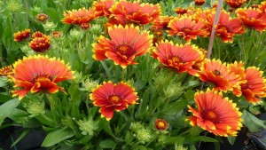 Gaillardia Sunset Dwarf Collection From PlantHaven