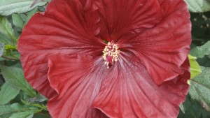 <i>Hibiscus</i> ‘Summerific Cranberry Crush’ Wins 2013 Retailers’ Choice Award