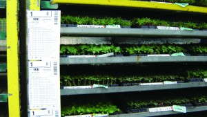 Wenke Greenhouses’ Transparent Plug Treatments