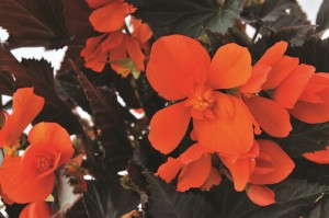 Begonia 'Unstoppable Upright Big Fire' from Dummen/Red Fox