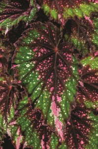 Begonia 'Shadow King Green-Pink Tips' from Green Fuse