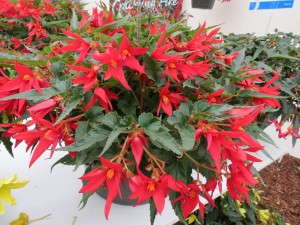 Begonia 'Crackling Fire Red' from Suntory Flowers