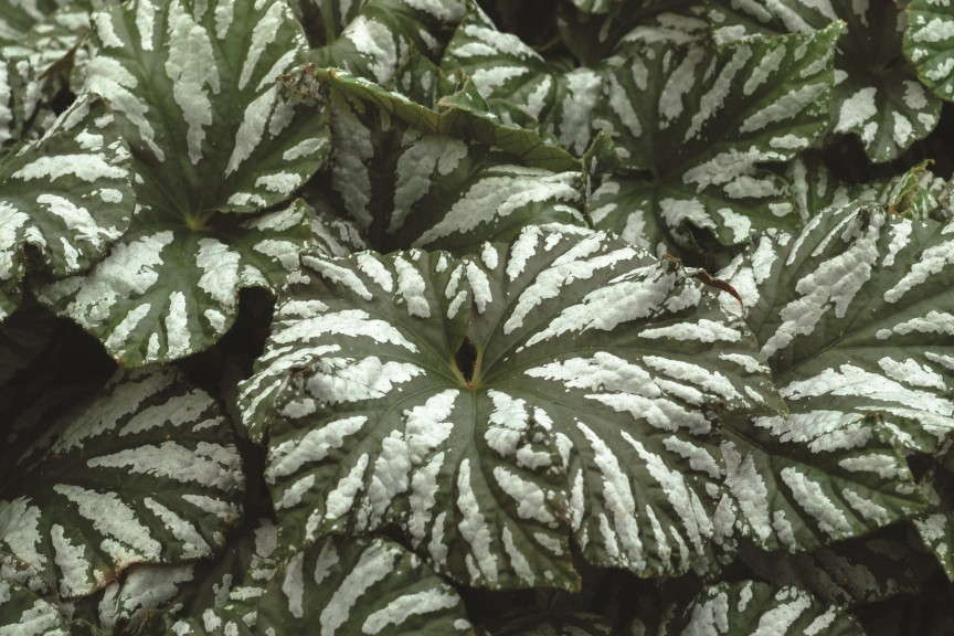 Begonia 'Cool Breeze Glacier' from Terra Nova Nurseries 