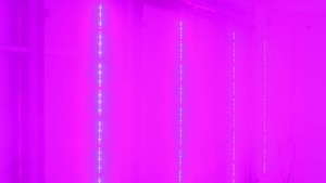 Philips And Green Sense Farms Tailor LED Grow Lights To Specific Crops