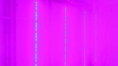 Philips And Green Sense Farms Tailor LED Grow Lights To Specific Crops