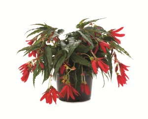 Begonia 'Bovilia Red' from Beekenkamp