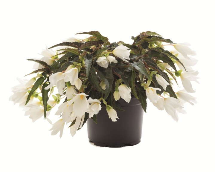 Begonia 'Bovilia White' from Beekenkamp