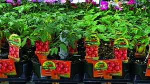 How To Choose The Right Tag