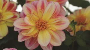 4 New Dahlias For Your 2014 Season