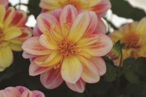 Dahlia Dalaya Shari from Selecta