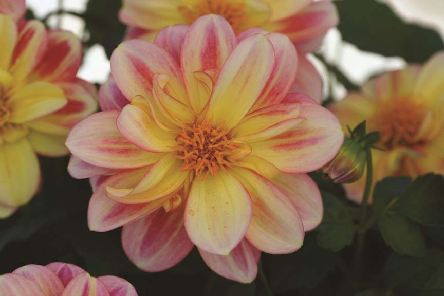 Dahlia Dalaya Shari from Selecta