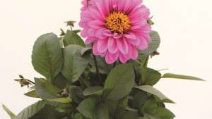 Bas Pellenaars Takes On New Role As Brand Manager For Dümmen Group