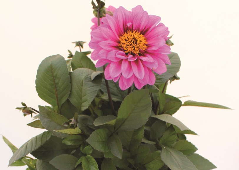 Dahlia Dahlinova Temptation Lavender from Dummen Fides Oro