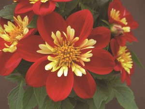 Dahlia Goldalia Scarlet from Syngenta Flowers, GoldFisch Vegetative