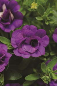 Calibrachoa 'Mini Famous Double Blue' from Selecta