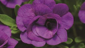 6 New Calibrachoa For 2013