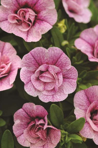 Calibrachoa 'Mini Famous Double Pink Vein' from Selecta