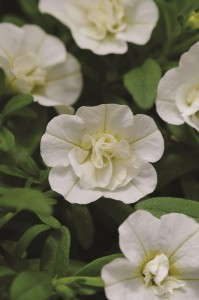 Calibrachoa 'Mini Famous 'Double White' from Selecta