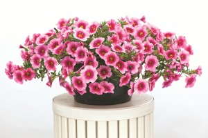 Calibrachoa 'Cruze Pink Rose Eye' with Green Fuse